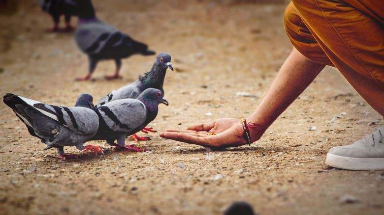 Person feeding pigeons by hand