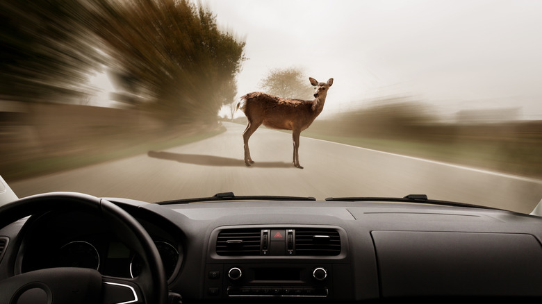 A deer crossing the road, seen through a car windshield